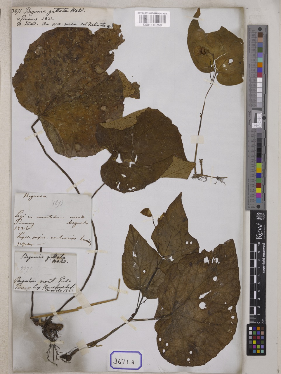 B. guttata var. guttata